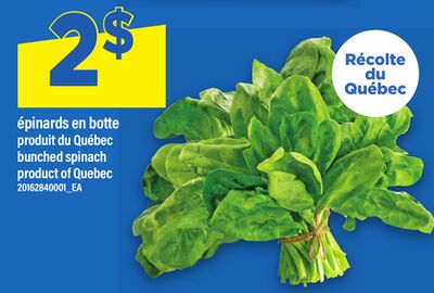 ÉPINARDS EN BOTTE | BUNCHED SPINACH