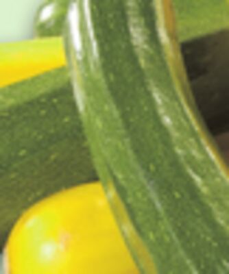 Green Or Yellow Zucchini
