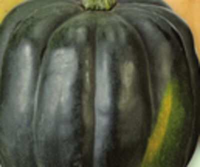 Assorted Local Squash