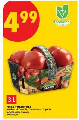 FIELD TOMATOES, 3 L
