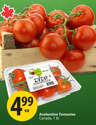 Avalantino Tomatoes