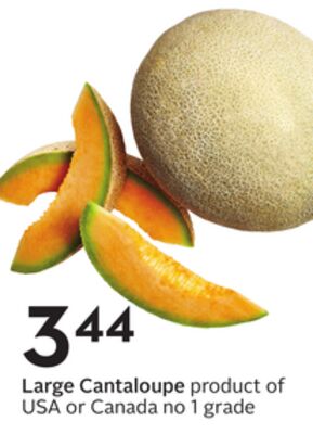 Large Cantaloupe