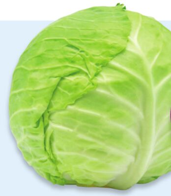 Green or red cabbage
